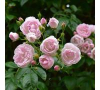 Peter Beales Roses Ethel Rambler Rose, Pink, Double Bloom, Moderate Fragrance, Wildlife Friendly
