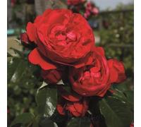 Peter Beales Roses Florentina Climbing Rose, Red, Fragrant, Award Winning, Disease Resistant