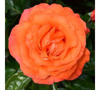 Peter Beales Roses For You With Love, Floribunda Rose, Orange, Double Bloom, Repeat Flowering, Borders
