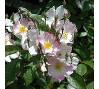 Peter Beales Roses Francis E. Lester Climbing Rose, White and Pink, Single Bloom, Fragrant, 450cm x 300cm