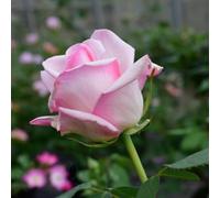 Peter Beales Roses Gisela's Delight, Modern Shrub Rose, Pink, Fragrant, Double Blooms, 120cm x 90cm