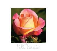 Peter Beales Roses Inspiration Hybrid Tea Bush Rose, Salmon Pink with Yellow Centre, 60cm x 60cm, Semi-Double Flowers, Suitable for Hedging