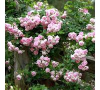 Peter Beales Roses Jasmina Climbing Rose, Lilac, Fragrant, 300cm x 120cm, Modern Climber