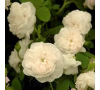 Peter Beales Roses Madame Hardy Damask Rose, White, Very Fragrant, Double Bloom, 150cm x 150cm