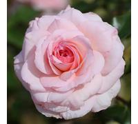 Peter Beales Roses Pearl Bush Rose, Floribunda, Cream and Pink, 90cm x 75cm, Repeat Flowering, Garden Merit Award Winner