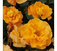 Peter Beales Roses Precious Amber Floribunda Rose, Apricot, Orange and Pink, Repeat Flowering, 75cm x 75cm, for Pots and Borders