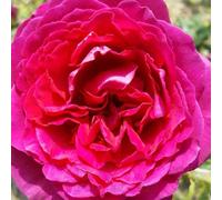 Peter Beales Roses Pure Poetry Bush Rose, Deep Magenta to Ruby Red, 75cm x 45cm, Fragrant Hybrid Tea