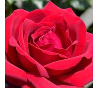 Peter Beales Roses Royal William Bush Rose, Deep Velvety-Red, 90cm x 60cm, Hybrid Tea, Very Fragrant, Award Winning
