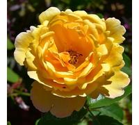 Peter Beales Roses Soleil Vertical Climbing Rose, Deep Yellow Double Blooms, Disease Resistant, Modern Climber, Fragrant, Summer Flowering