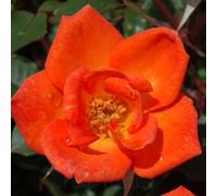 Peter Beales Roses UK Warm Welcome Rosa, Orange Vermillion, Semi-Double, Patio Climber, 270cm x 180cm