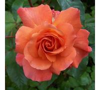 Peter Beales Roses UK Westerland rose (Modern Shrub) Bright apricot/orange rose with much to commend it including it's scent. Good, glossy foliage and long flowering period.