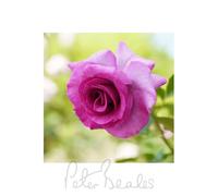 Peter Beales Roses Violette Perfume Hybrid Tea Rose, Violet, Strong Fragrance, Double Blooms