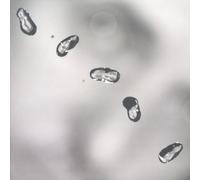 Peter Gabriel - Up [VINYL]