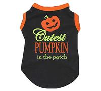 Petitebelle Pumpkin Cutest Pumpkin In Patch Puppy Dog Shirt (Black/Orange Hemmed, Medium)