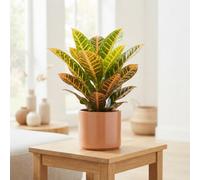 Petra Croton (Codiaeum Variegatum) - 17Cm Pot