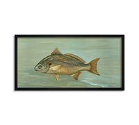 Petrie North American Fishes Lafayette Spot Illustration Framed Wall Art Print Long 25X12 Inch