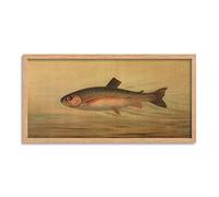Petrie North American Fishes Rainbow Trout Illustration Framed Wall Art Print Long 25X12 Inch