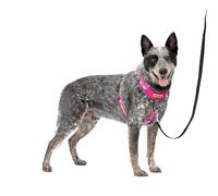 PetSafe Easy Walk Comfort No-Pull Dog Harness Full-Body Padding - Better Walks on The First Use - 5 Points of Adjustment Medium/Large, Pink