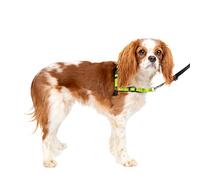 PetSafe Easy Walk Deluxe Dog Harness, No Pull Dog Harness - Perfect for Leash & Harness Training - Stops Pets from Pulling and Choking on Walks - Small, Apple