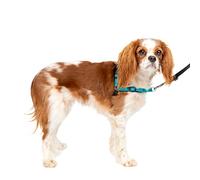 PetSafe Easy Walk Deluxe Harness For Dogs Small 1.8 m Lead Ocean Blue