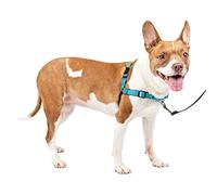 PetSafe Easy Walk Deluxe Harness, No-Pull Walking Harness for Dogs, Padded Design, Includes 1.8m Lead, Medium-Ocean Blue/Black Lead
