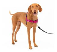 PetSafe Easy Walk dog harness.
