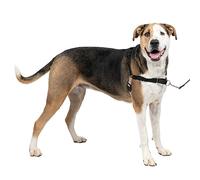 PetSafe Easy Walk Harness, No-Pull Walking Harness for Dogs, Adjustable Fit, Includes 1.8m Lead, Extra Large-Black