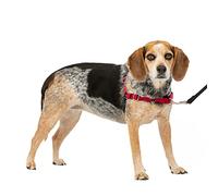 PetSafe Easy Walk dog harness.