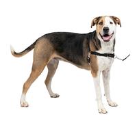 PetSafe Easy Walk Harness, No-Pull Walking Harness for Dogs, Adjustable Fit, Includes 1.8m Lead, Extra Large-Black