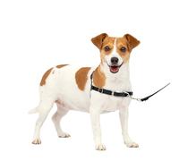PetSafe Easy Walk Harness, No-Pull Walking Harness for Dogs, Adjustable Fit, Includes 1.8m Lead, Small-Black