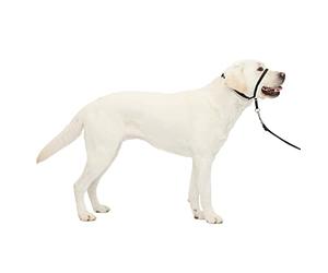 PetSafe Easy Walk Headcollar