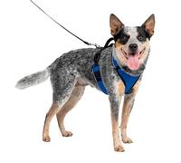 PetSafe EasySport Harness, Walking Harness for Dogs, Adjustable, Padded, Medium-Blue