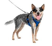 PetSafe EasySport Harness, Walking Harness for Dogs, Adjustable, Padded, Medium-Blue