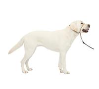 PetSafe Gentle Leader No-Pull Dog Headcollar - The Ultimate Solution to Pulling - Redirects Your Dog's Pulling for Easier Walks - Helps You Regain Control - Large, Fawn