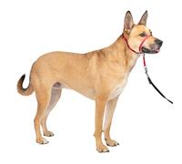 PetSafe Gentle Leader No-Pull Dog Headcollar - The Ultimate Solution to Pulling - Redirects Your Dog's Pulling for Easier Walks - Helps You Regain Control - Medium, Red