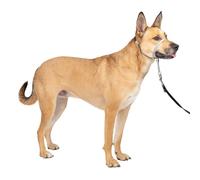 PetSafe Gentle Leader No-Pull Dog Headcollar - The Ultimate Solution to Pulling - Redirects Your Dog's Pulling For Easier Walks - Helps You Regain Control - Medium, Silver