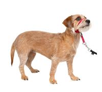 PetSafe Gentle Leader No-Pull Dog Headcollar - The Ultimate Solution to Pulling - Redirects Your Dog's Pulling for Easier Walks - Helps You Regain Control - Small, Red