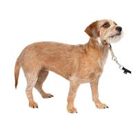 PetSafe Gentle Leader No-Pull Dog Headcollar - The Ultimate Solution to Pulling - Redirects Your Dog's Pulling for Easier Walks - Helps You Regain Control - Small, Fawn