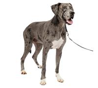 PetSafe Gentle Leader No-Pull Dog Headcollar - The Ultimate Solution to Pulling - Redirects Your Dog's Pulling for Easier Walks - Helps You Regain Control - X-Large, Black