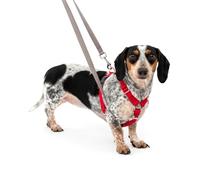 PetSafe Sure-Fit Harness - Maximum Adjustability - Soft Padded Straps - Nylon Strap Pet Harness - Quick Snap Buckle - Built-in Leash Attachment - Travel Friendly - Small - Red