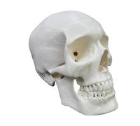 PETSOLA Educational Human Head Model Detailed for Classroom, Desk Display, European And American White Skull