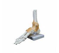 PETSOLA Human Skeletal Joint Model Bone Model Ligament Model Realistic Joint For Study Suitable for Nursing Education Therapy Consultation Medical Office Display, Foot W Ligament