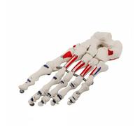 PETSOLA Human Skeletal Joint Model Bone Model Ligament Model Realistic Joint For Study Suitable for Nursing Education Therapy Consultation Medical Office Display, Muscle Foot Bone