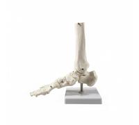 PETSOLA Human Skeletal Joint Model Bone Model Ligament Model Realistic Joint For Study Suitable for Nursing Education Therapy Consultation Medical Office Display, Foot Wo Ligament