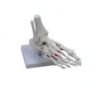 PETSOLA Human Skeletal Joint Model Bone Model Ligament Model Realistic Joint For Study Suitable for Nursing Education Therapy Consultation Medical Office Display, Muscle Foot Joint