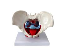PETSOLA Pelvis Model with Muscles Life Size Female al Structural Model Hand-Painted for Medical Students, Doctors, Consultation Room , Female Pelvic Floor Muscle Model With Base