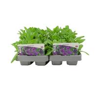 Petunia Blue 6 Pack x 2 - 12 Plants Vibrant Garden Flowers