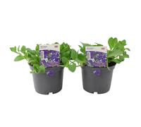 Petunia Night Sky 2 Large Plants - 1L Pots, British Grown, Recyclable Pots