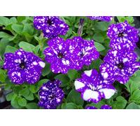Petunia Night Sky 6 Plug Plants Bedding