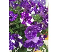 Petunia Night Sky in 9cm Pots - Beautiful British Grown Plants